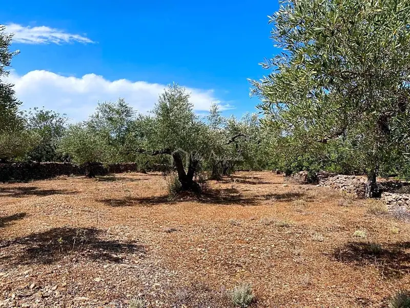 Finca Rustica en El Perelló con Olivos y Algarrobos