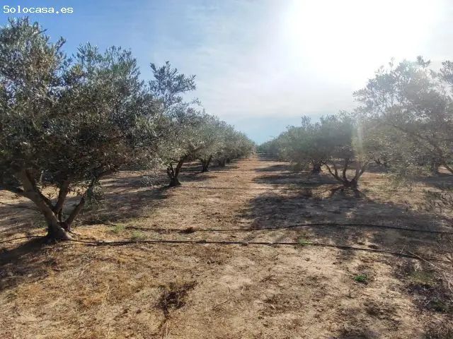 Parcela Cultivo 2118m2 Olivos Arboles Frutales Casa Aperos Agua