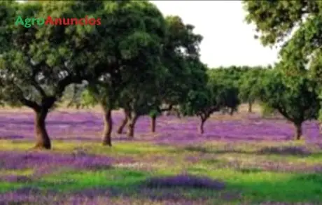 Venta  de Finca ganadera en Salamanca