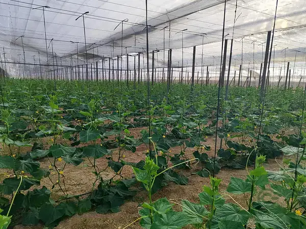 Finca Agricola en Nijar 24000m2 Invernaderos y Nave
