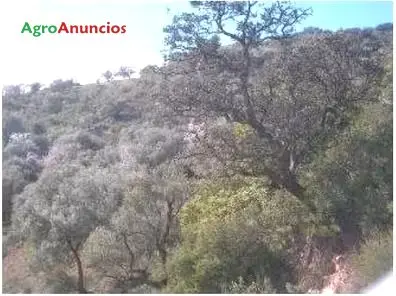 Venta  de Finca de almendros en Málaga