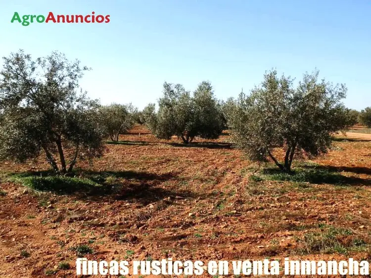 Venta  de Finca de viñedo de secano en Ciudad Real