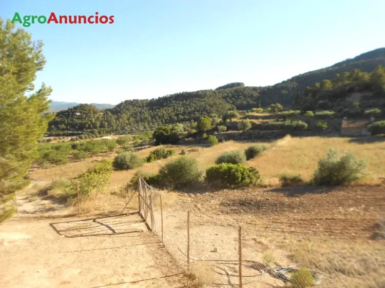 Venta  de Finca de olivar con masía en Tarragona