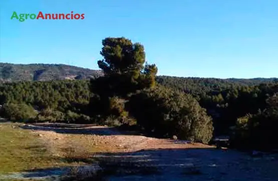 Venta  de Terreno de secano en Teruel