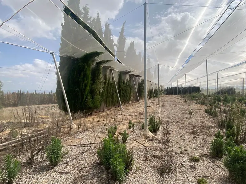 Finca Rustica Torrent Valencia 42 Hanegadas Invernadero Pozo Casa Aperos
