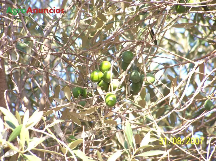 Venta  de Terreno de secano en Huelva