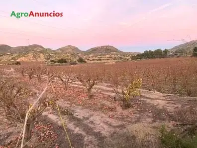 Venta  de Finca de kakis en regadío en Valencia