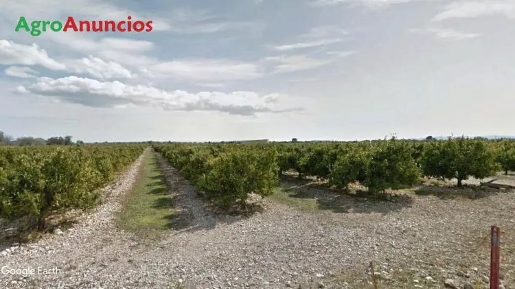 Venta  de Finca de citricos con almacen en Castellón