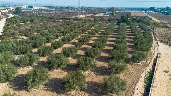 Terreno Rustico Crevillent 06ha Olivos