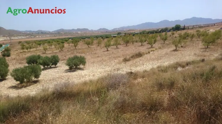 Venta  de Terreno de regadío en Murcia