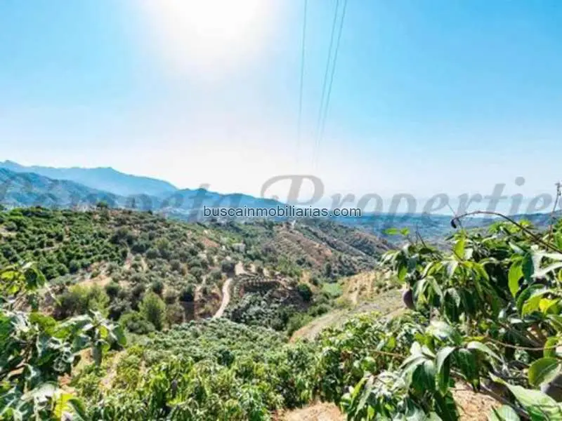 Parcela Agricola con Arboles de Mango en Torrox