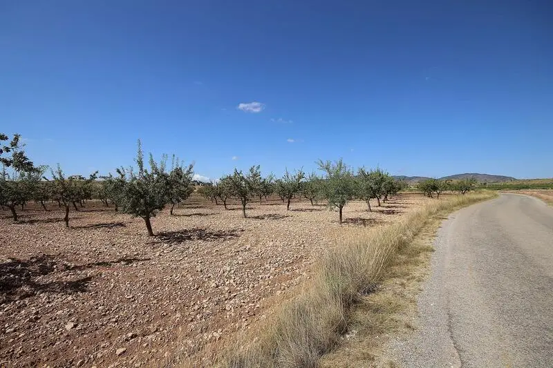 Terreno Edificable con Almendros en Lel cerca de Pinoso Alicante