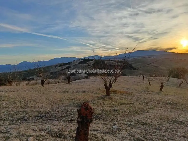Parcela Rustica con Almendros en Agrón