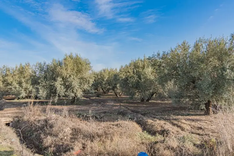 Venta Terreno con Olivos en Chauchina