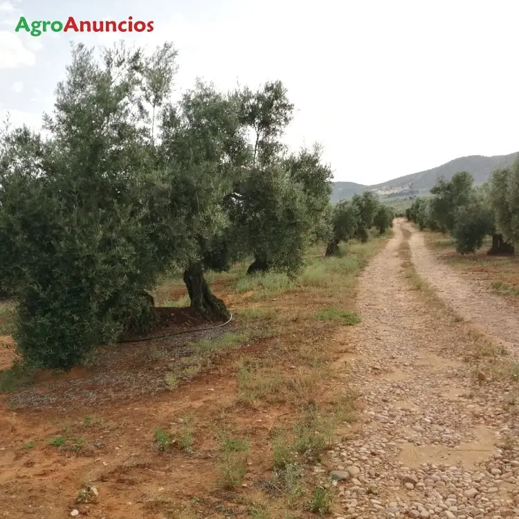 Venta  de Finca de olivar picual con riego por goteo en Jaén