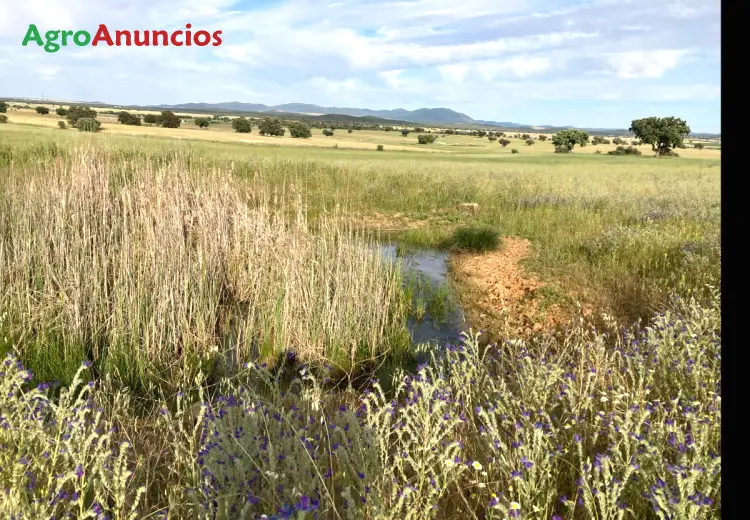 Venta  de Finca de caza mayor en Toledo