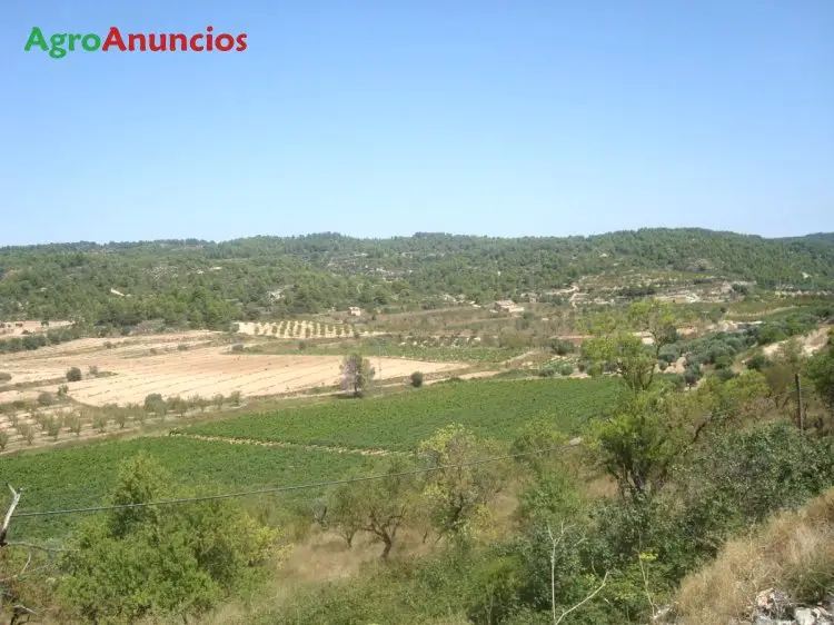 Venta  de Finca de viñas en produccion en Teruel