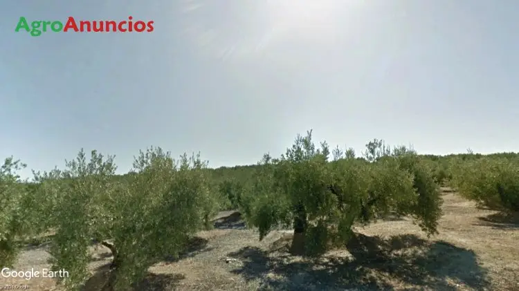 Venta  de Finca de olivar centenario en Jaén