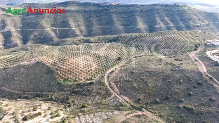 Venta Finca Olivar con Vivienda Málaga