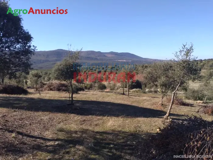 Venta  de Finca reforestada de alcornoques en Cáceres