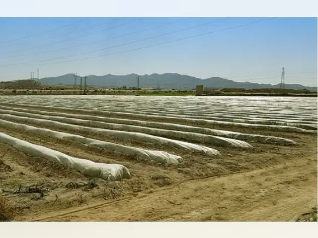 Plantación con Almacén y Cuarto de Niños en Cuevas de Almanzora