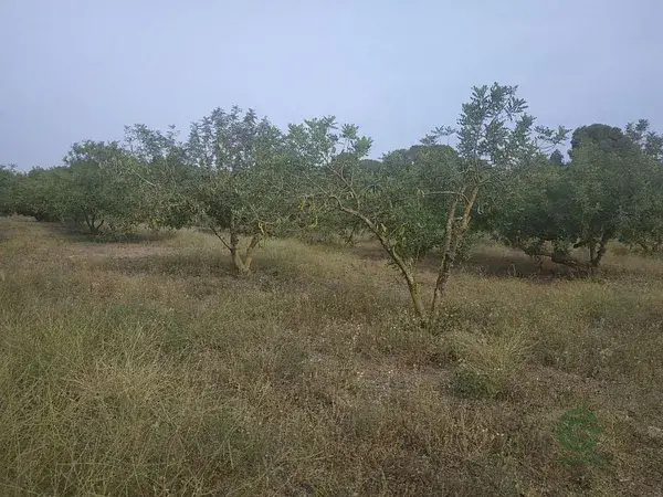 Finca Rustica 65 hectareas Maspujols Tarragona