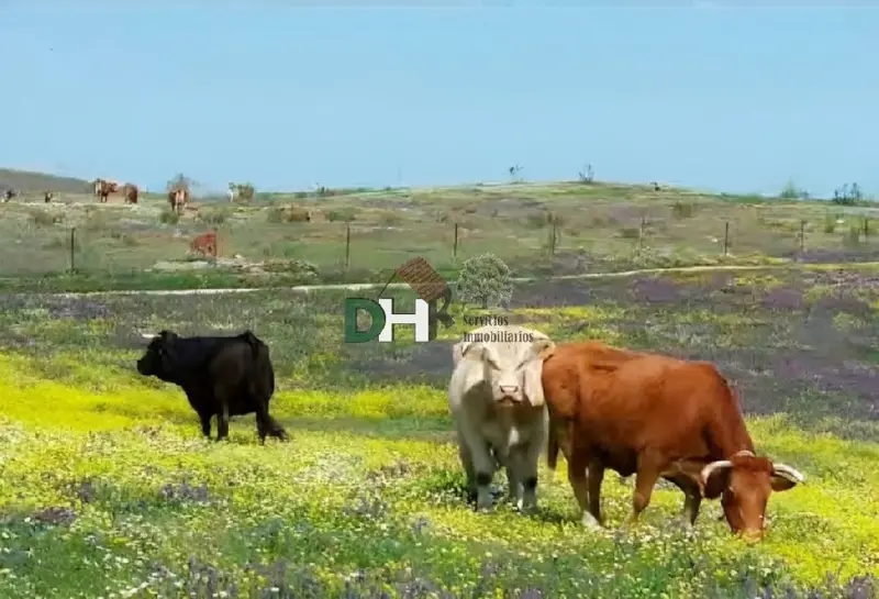 Venta Terreno 75 Hectareas Badajoz Finca Ganadera
