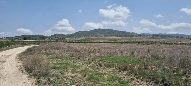 Parcela en Pinoso con Vistas a Viñedos - Construccion permitida