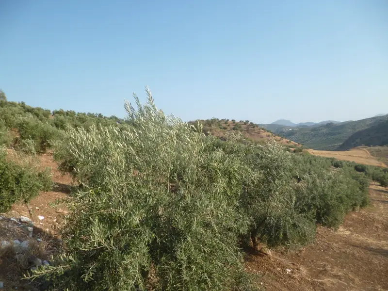 Terreno en Venta Olvera 30000m2 con 600 Olivos