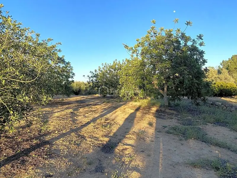 Finca Rustica en El Perelló Tarragona 4969m2 Olivos Algarrobos
