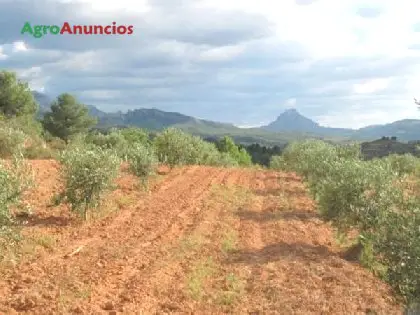 Venta  de Finca almendros y pinar maderable en Tarragona