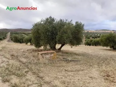 Venta  de Finca de olivos de regadio en Granada