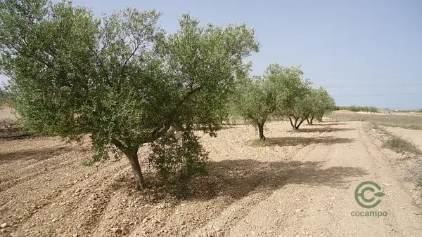 Finca Rustica Jumilla Murcia 60205m2 Almendros Olivos