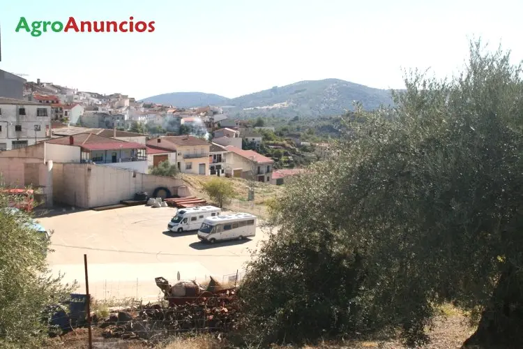 Venta  de Finca urbana de olivar en Cáceres