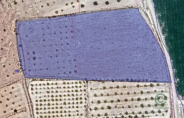 Parcela Rustica Pinoso Alicante 14350m2
