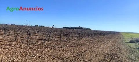 Finca Viñedos Bodega Albacete Venta