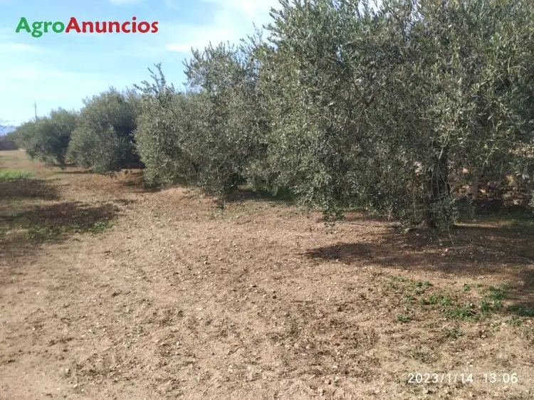 Venta  de Terreno de secano en Tarragona