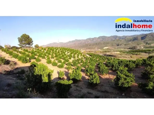 Finca Rustica con Naranjos en Produccion