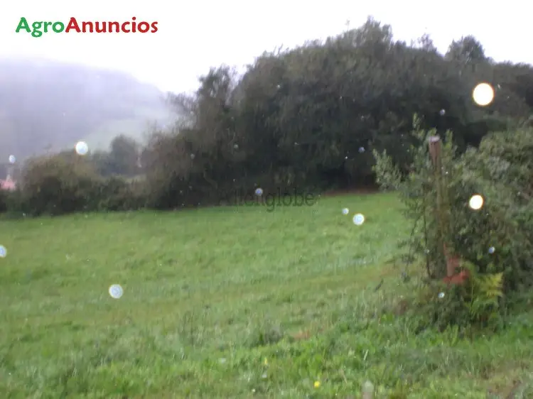 Venta  de Fincas para pasto o explotacion agricola en Asturias