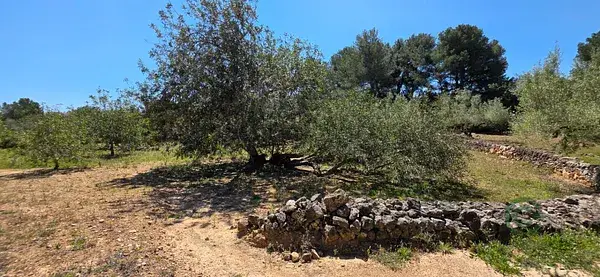 Finca Rustica El Perello Olivos Algarrobos 4969m2