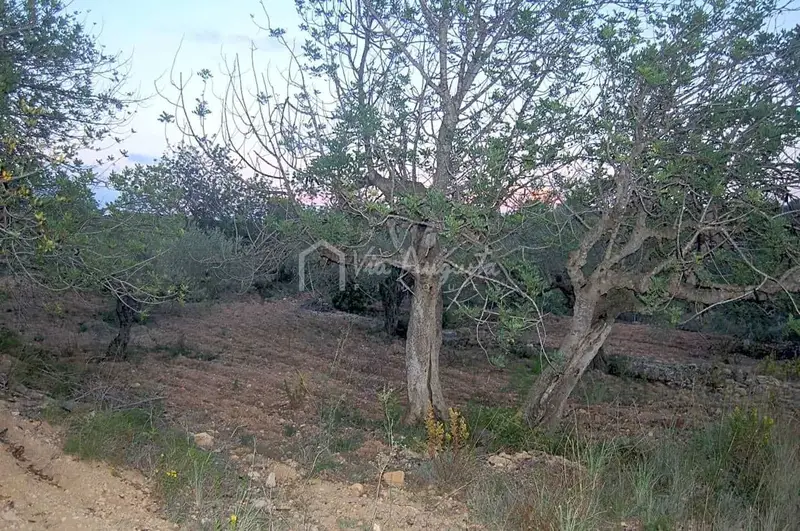 Finca Rustica en El Perello Tarragona 16986m2 Olivos Algarrobos