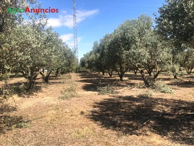 Venta  de Finca de regadío con olivos centenarios en Navarra