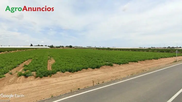 Finca Regadío Cultivos Hortícolas Torre Pacheco Murcia