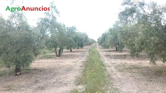 Venta  de Finca de olivos de regadio en Granada