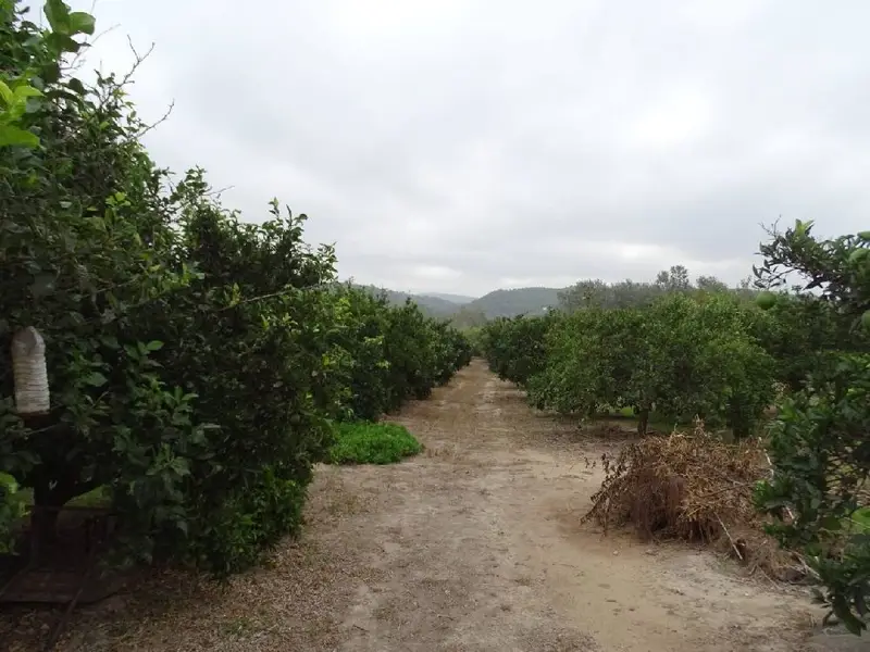 Venta Finca en Tortosa: Huerto con Agua, Vistas y Cultivos