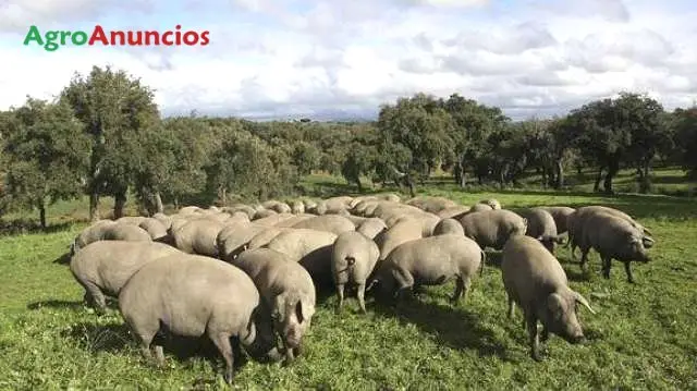 Venta  de Finca ganadera con cortijo y casa de guarda en Cáceres