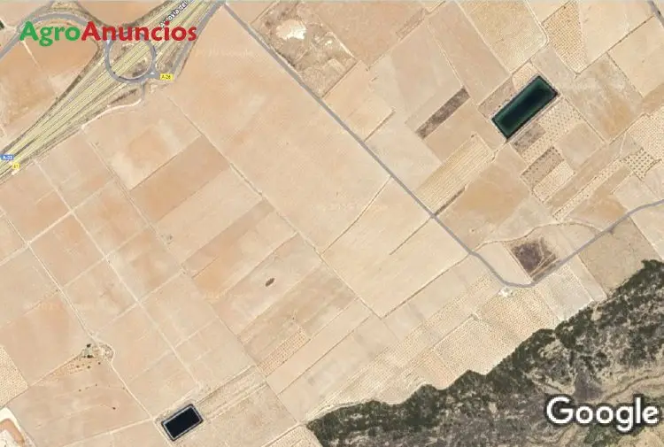 Venta Finca Viñedos Olivos Regadío Murcia 200ha