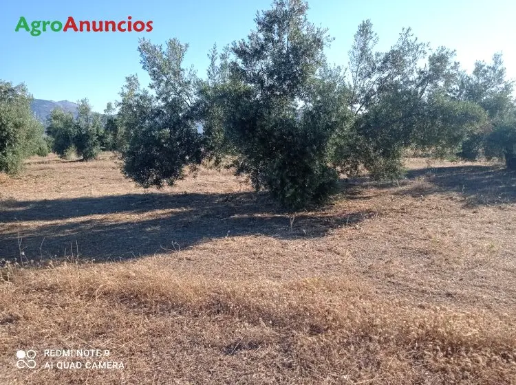 Demanda  de Fincas de olivos o almendros en Jaén