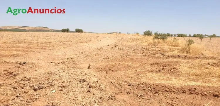 Venta  de Finca de regadío en Ciudad Real