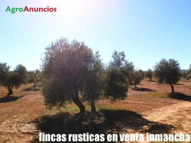 Venta Finca Olivar Viña Ciudad Real 50 Hectareas